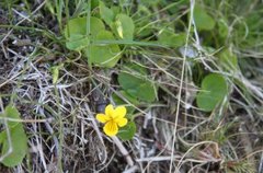 Fjellfiol (Viola biflora)