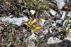 Fjelltettegras (Pinguicula alpina)
