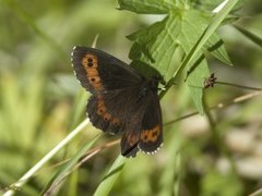 Fløyelsringvinge (Erebia ligea)