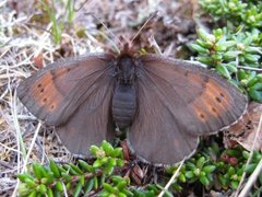 Fjellringvinge (Erebia pandrose)