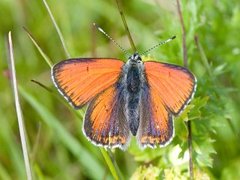 Purpurgullvinge (Lycaena hippothoe)