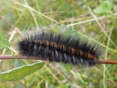 Bringebærspinner (Macrothylacia rubi)