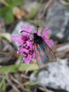 Fjellbloddråpesvermer (Zygaena exulans)