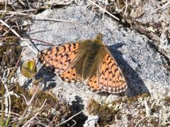 Fjellperlemorvinge (Boloria napaea)