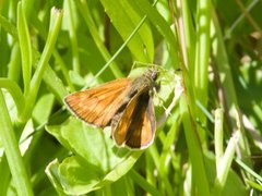 Engsmyger (Ochlodes sylvanus)