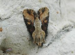 Sumpengfly (Lateroligia ophiogramma)