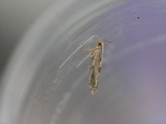 Argyresthia retinella