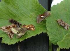 Rødbrunt metallfly (Autographa jota)