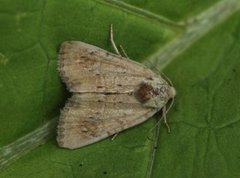 Spinkelt engfly (Mesoligia furuncula)