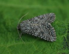 Kløverheifly (Anarta trifolii)