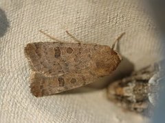 Lyst ringurtefly (Hoplodrina octogenaria)