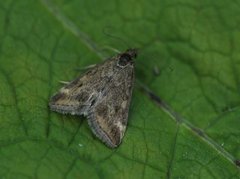 Grobladengmott (Pyrausta despicata)