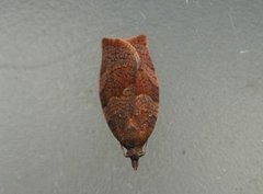 Rødbrun bladvikler (Pandemis heparana)