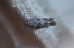 Furuskuddmøll (Exoteleia dodecella)