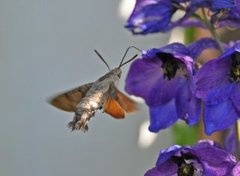 Dagsvermer (Macroglossum stellatarum)