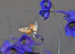 Dagsvermer (Macroglossum stellatarum)