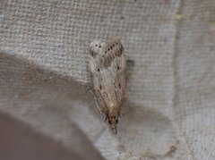 Blek mosemott (Eudonia pallida)