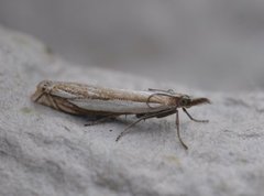 Beitenebbmott (Crambus pascuella)