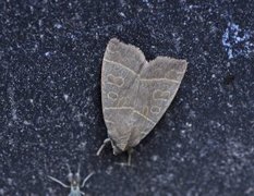 Osperingfly (Ipimorpha subtusa)