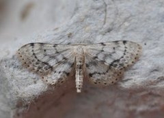 Flekkengmåler (Idaea dimidiata)