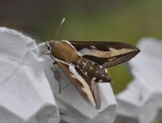 Mauresvermer (Hyles gallii)