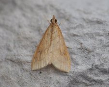 Vandreengmott (Udea ferrugalis)