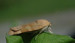 Bredbåndfly (Noctua fimbriata)