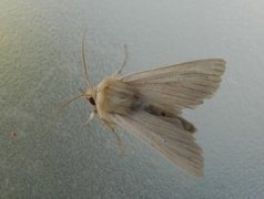 Halmgult gressfly (Mythimna pallens)