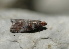 Rognesmalmott (Acrobasis advenella)