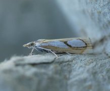 Toflekket nebbmott (Catoptria pinella)