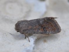 Plettseljefly (Orthosia populeti)