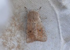 Lite seljefly (Orthosia cruda)