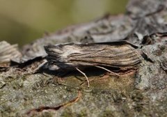 Vårhettefly (Cucullia chamomillae)