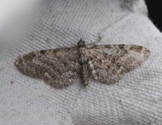 Lyngdvergmåler (Eupithecia nanata)