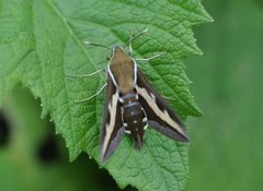 Mauresvermer (Hyles gallii)