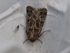 Nettnellikfly (Sideridis reticulata)