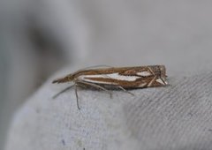 Tannebbmott (Crambus pratella)