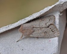 Plettseljefly (Orthosia populeti)