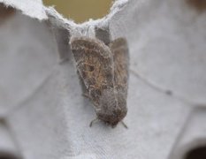 Plettseljefly (Orthosia populeti)