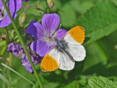 Aurorasommerfugl (Anthocharis cardamines)