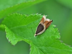 Vikkesigdvikler (Ancylis badiana)