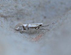 Argyresthia abdominalis