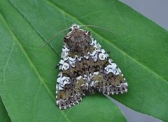 Flekkfly (Crypsedra gemmea)