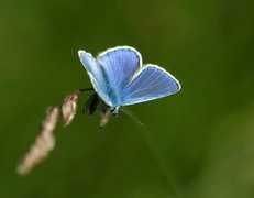 Tiriltungeblåvinge (Polyommatus icarus)