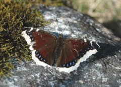 Sørgekåpe (Nymphalis antiopa)