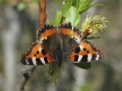 Neslesommerfugl (Aglais urticae)