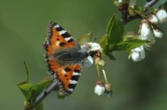 Neslesommerfugl (Aglais urticae)