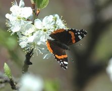 Admiral (Vanessa atalanta)