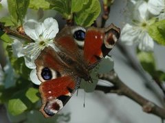 Dagpåfugløye (Aglais io)