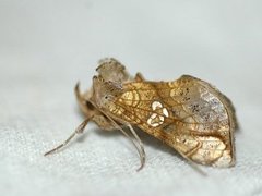 Tyrihjelmfly (Polychrysia moneta)